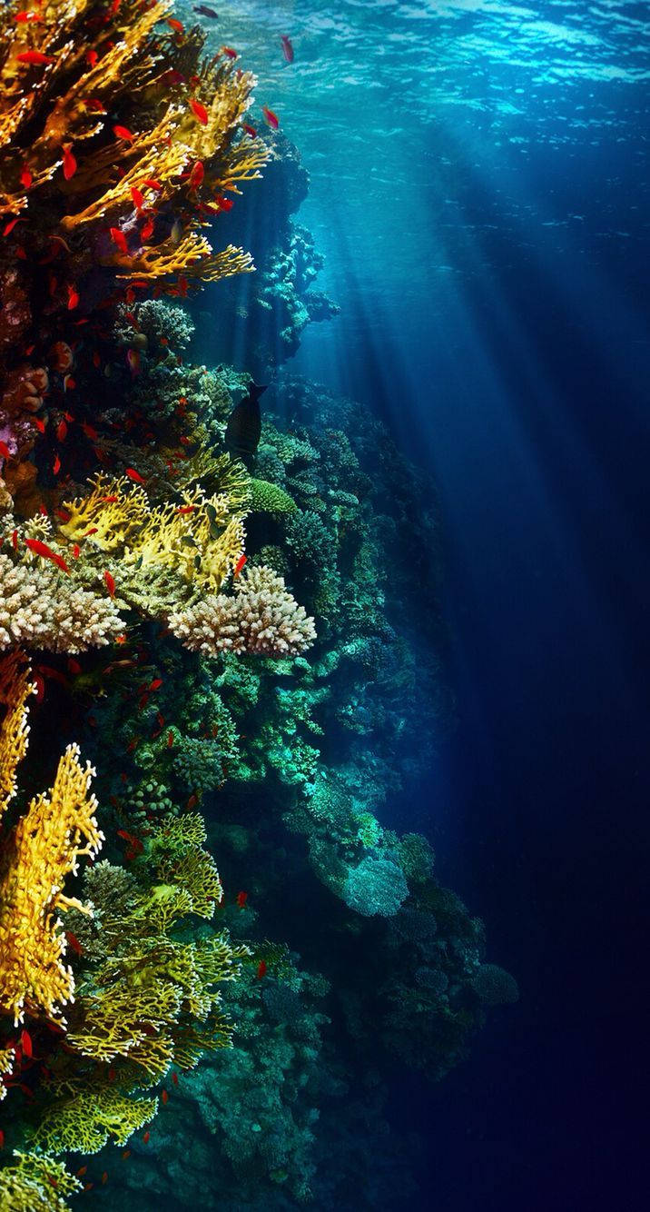 underwater reef, coral reef, sunlight beams, HD Phone Wallpaper