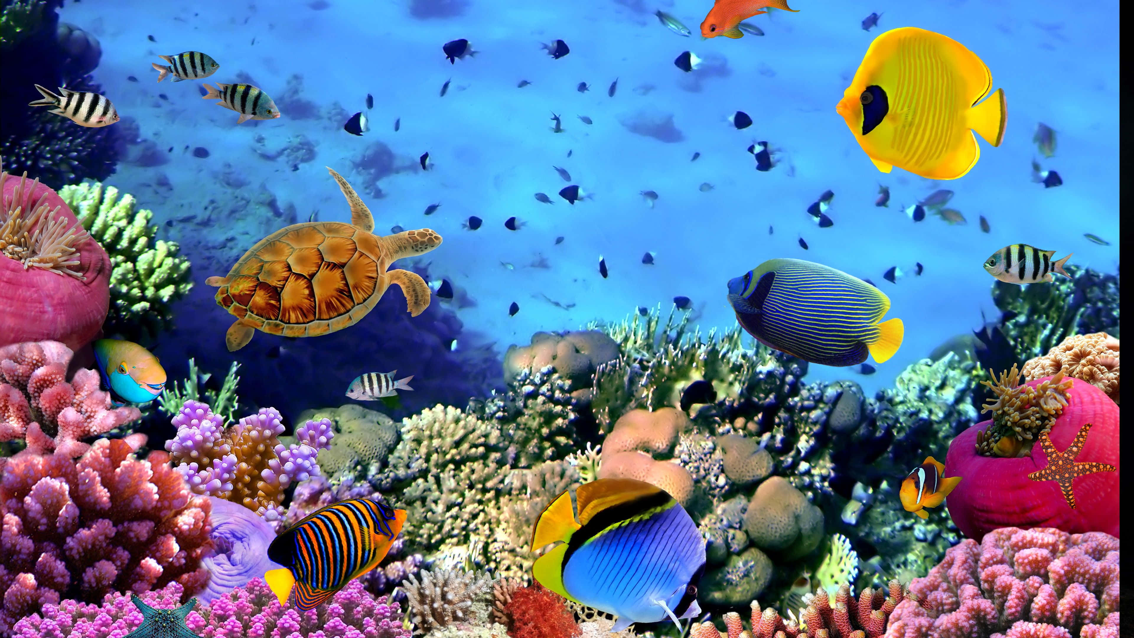 4K Fish And Other Marine Life, coral reef, tropical fish, 4K Desktop Wallpaper