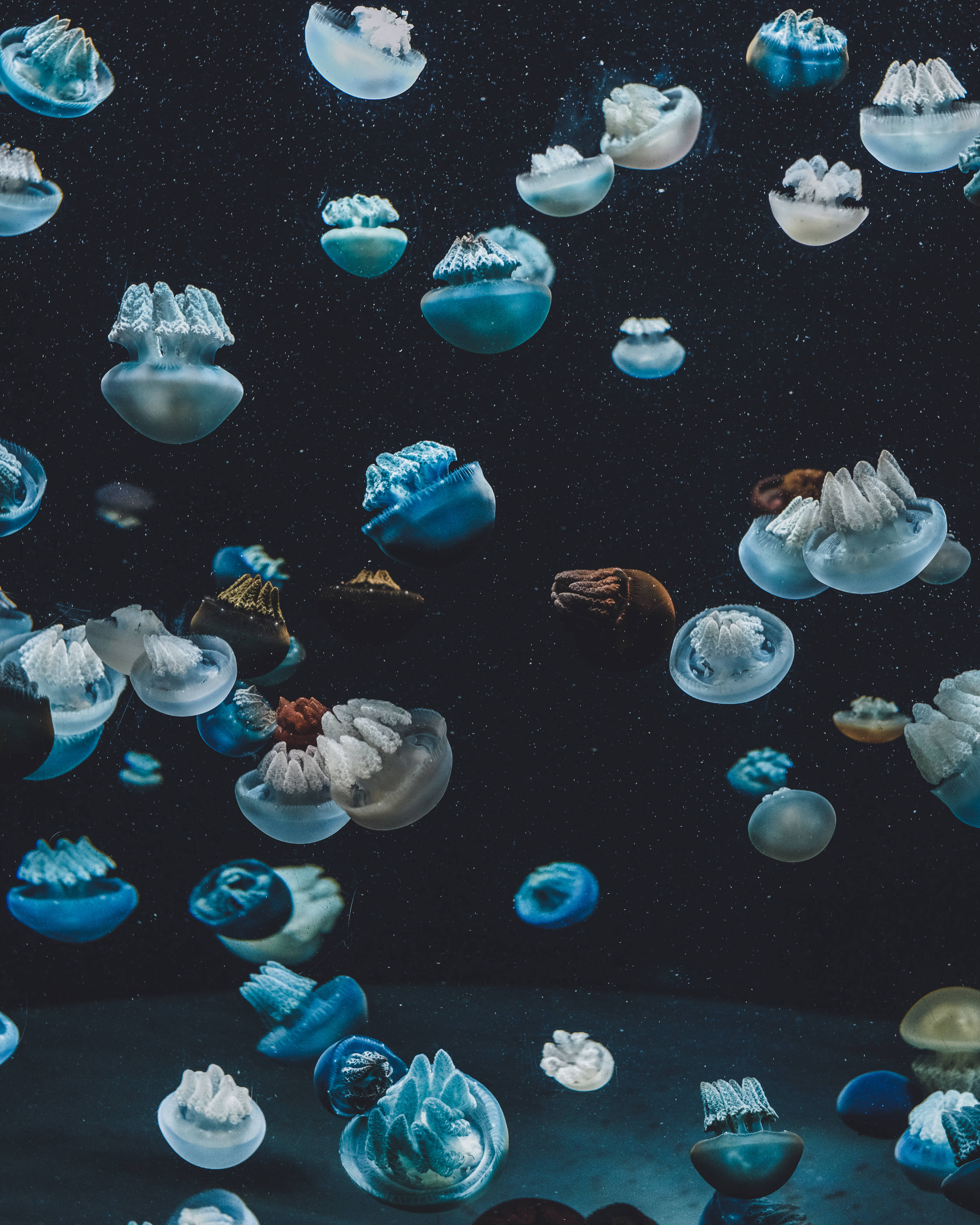 silver blue jellyfish, underwater world, glowing blue and white jellyfish, 2K Phone Wallpaper