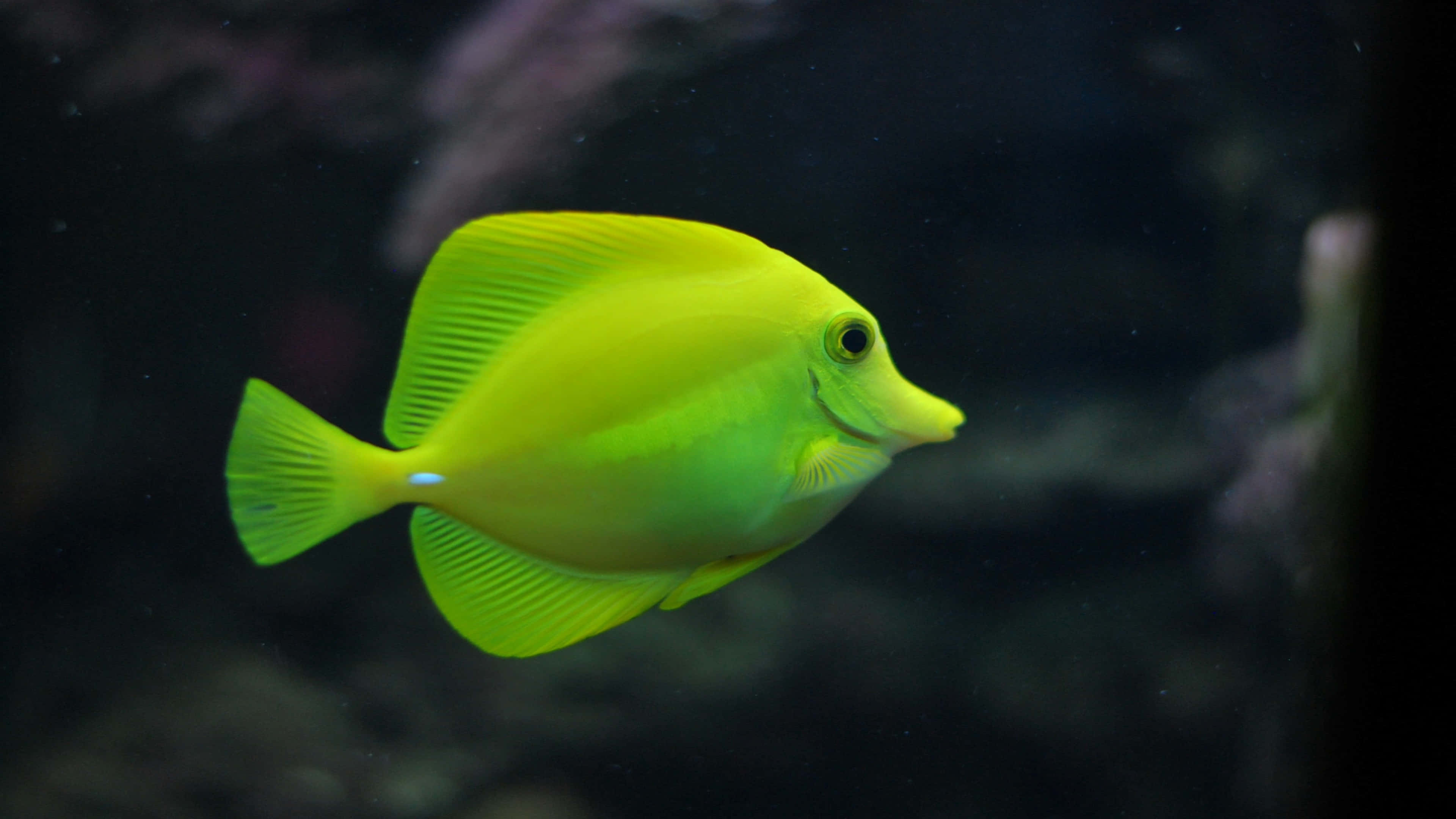 yellow tang, dark water, blurred coral, 4K Desktop Wallpaper