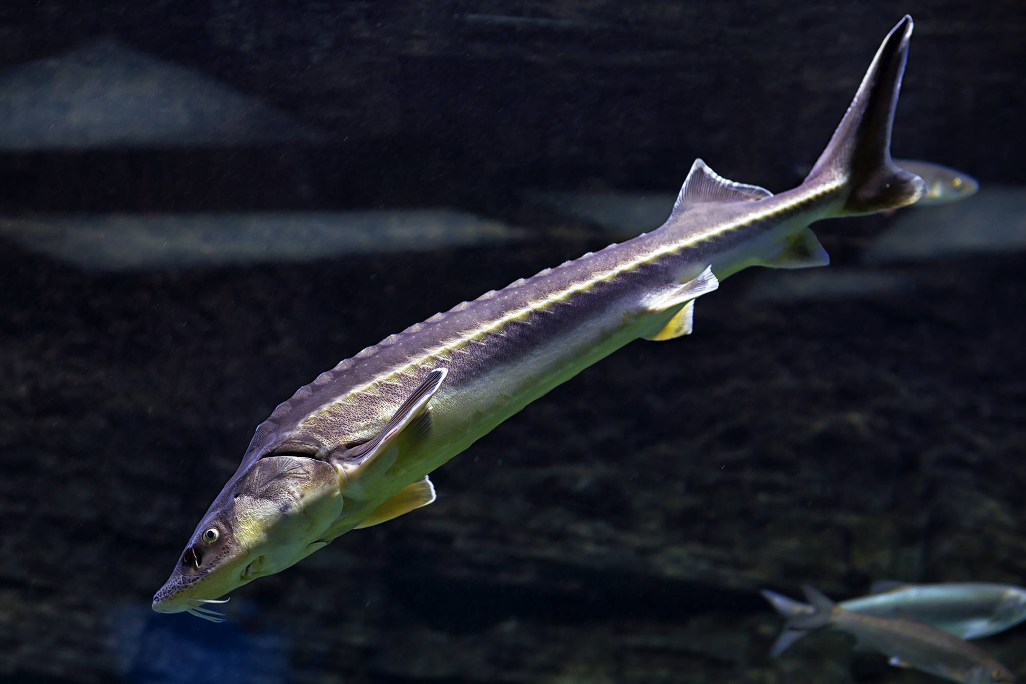 sturgeon, dark water, nosediving, Full HD Desktop Wallpaper