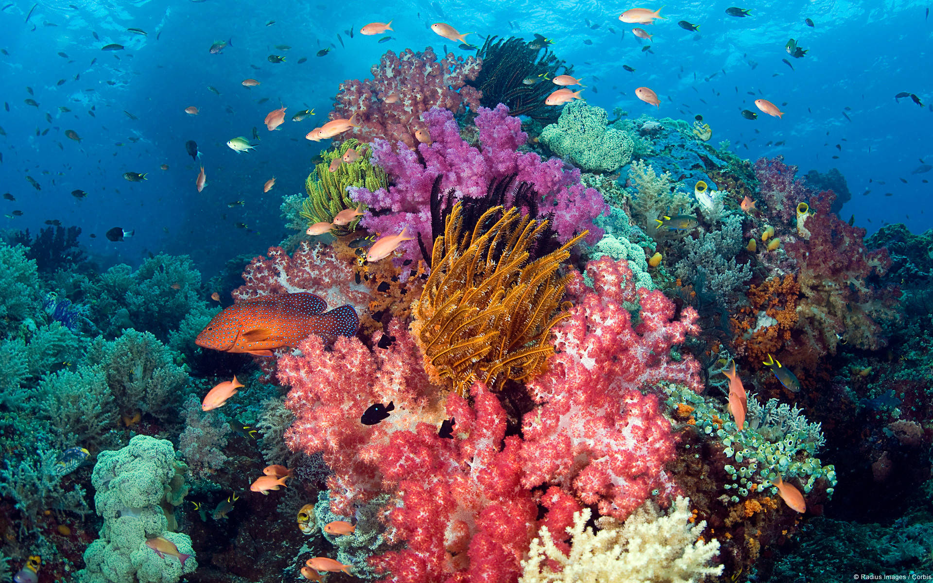 coral reef, colorful fish, soft corals, Full HD Desktop Wallpaper