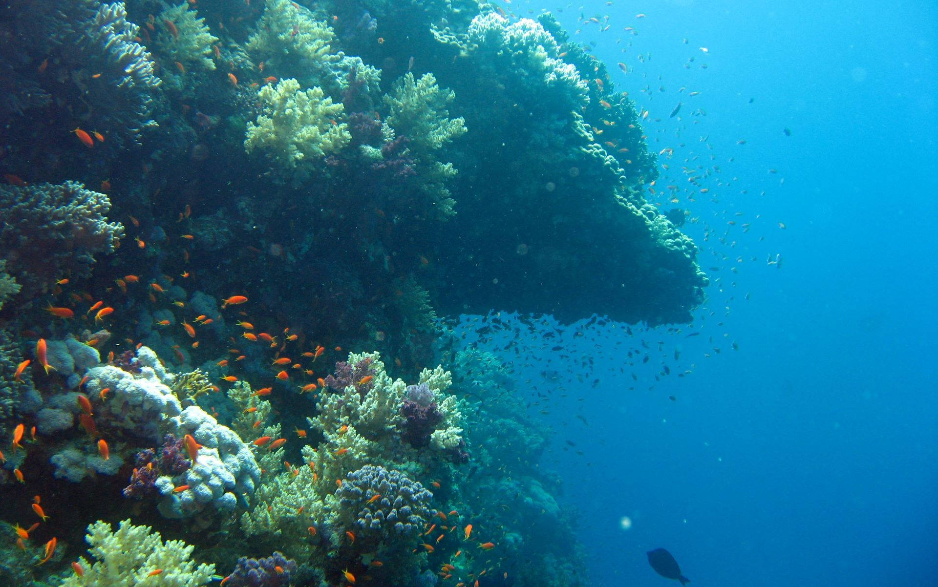 coral reef, orange fish, marine life, Full HD Desktop Wallpaper