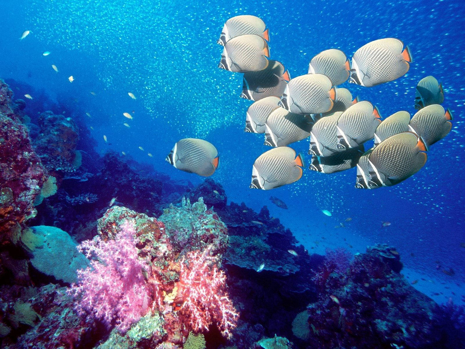 butterflyfish, coral reef, pink corals, HD Desktop Wallpaper