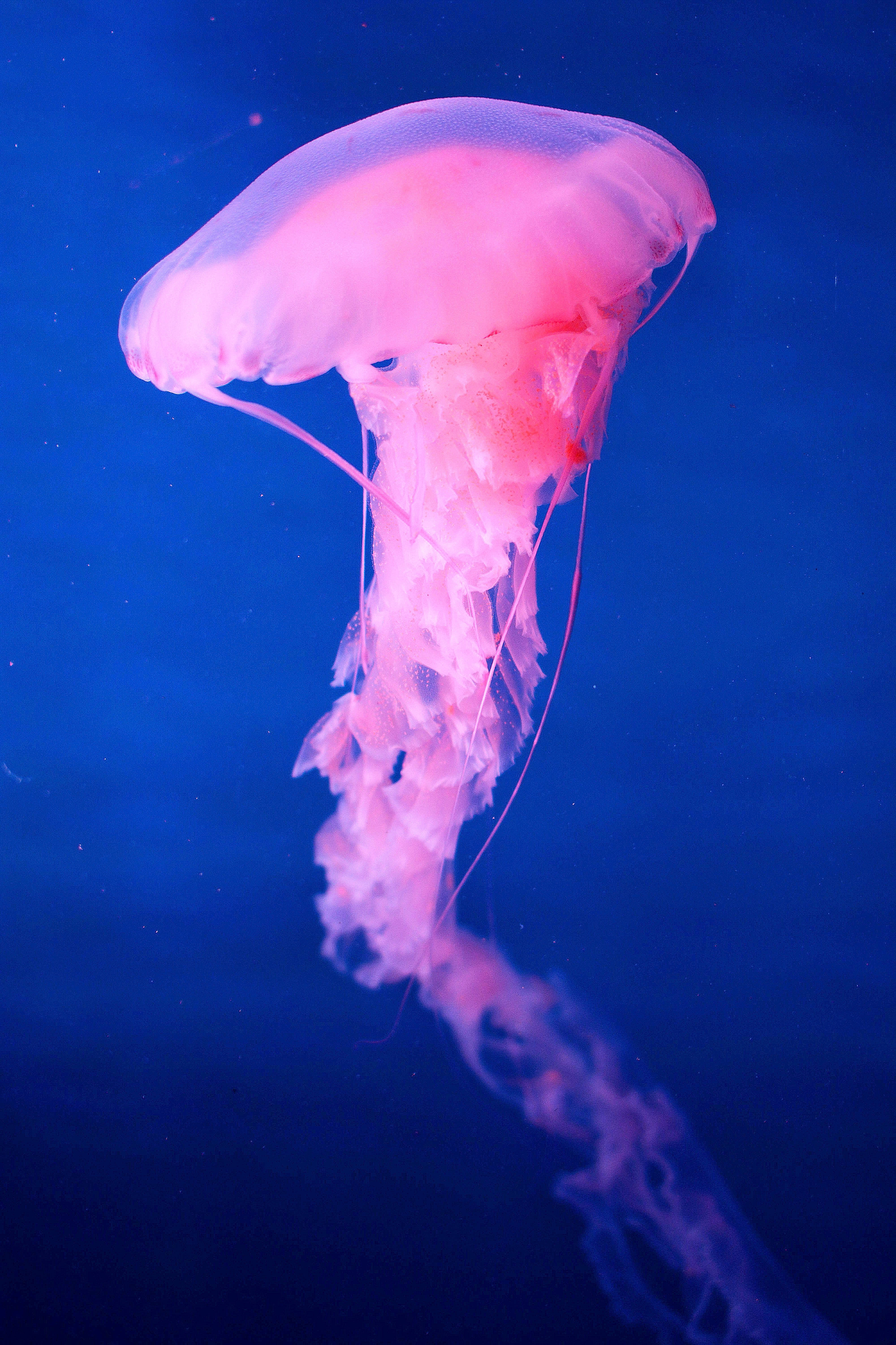 pink jellyfish, glowing, deep blue ocean water, 5K Phone Wallpaper