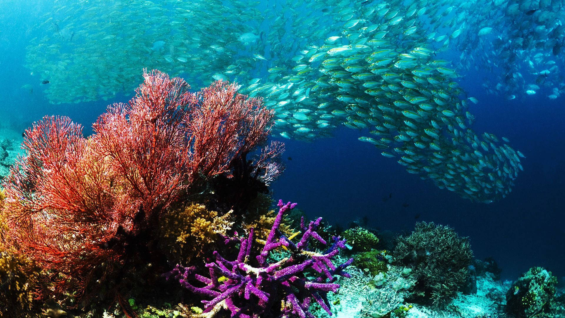 underwater oasis, colorful corals, school of fish, Full HD Desktop Wallpaper