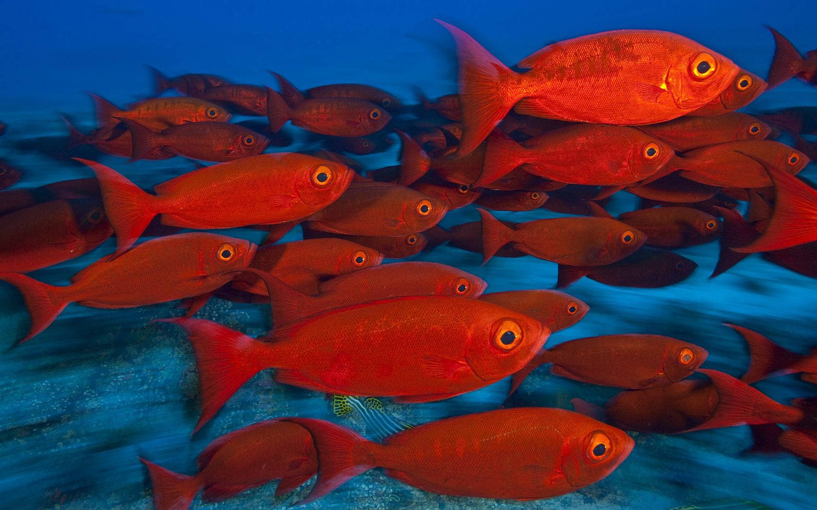 school of red fish, yellow eyes, deep blue ocean waters, HD Desktop Wallpaper