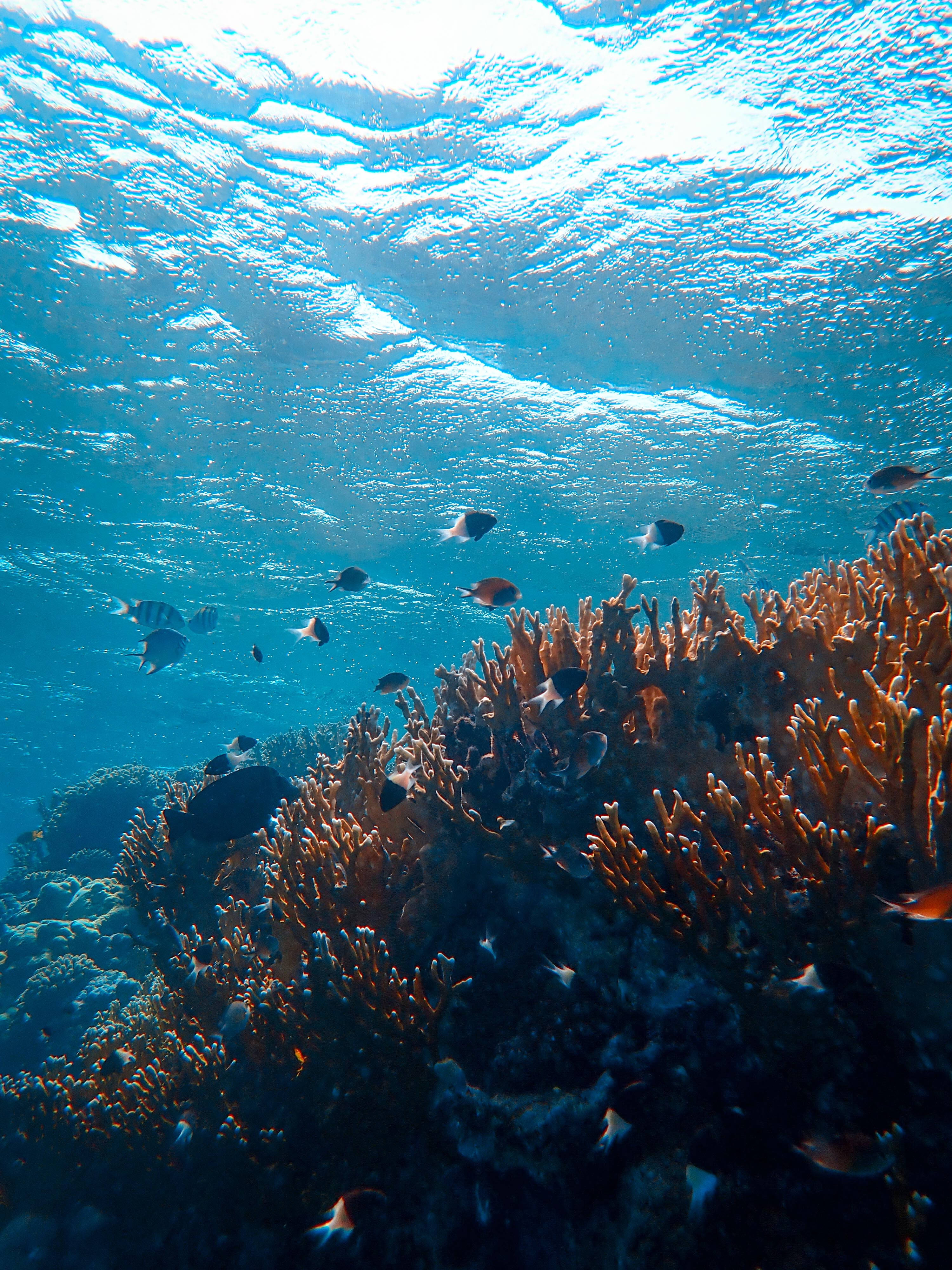 underwater, turquoise water, vibrant orange coral, 4K Phone Wallpaper