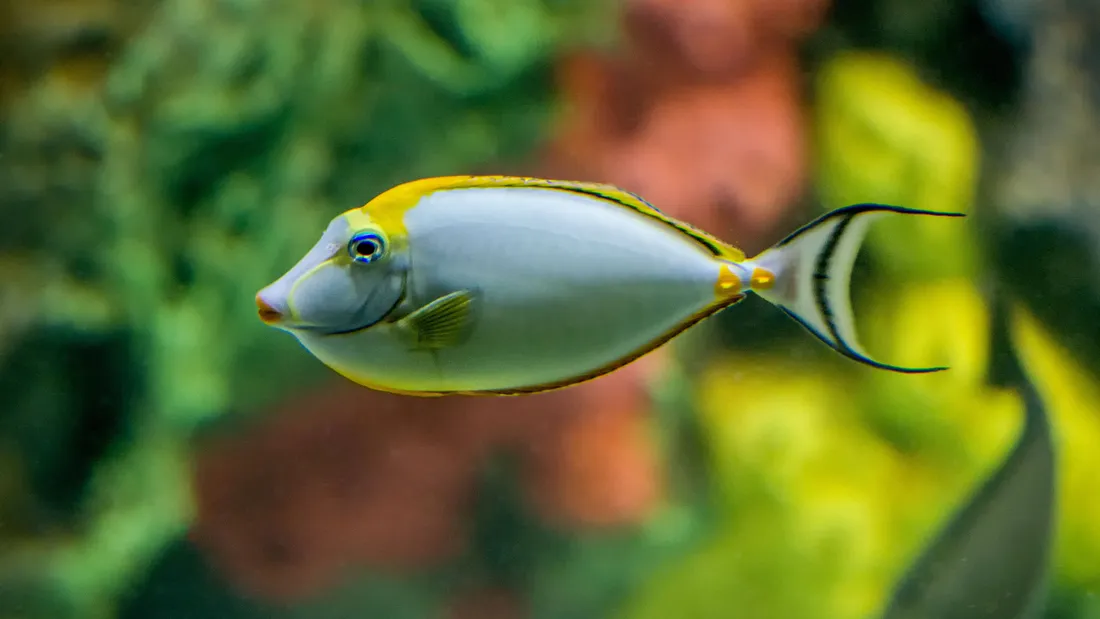 Unicorn Fish