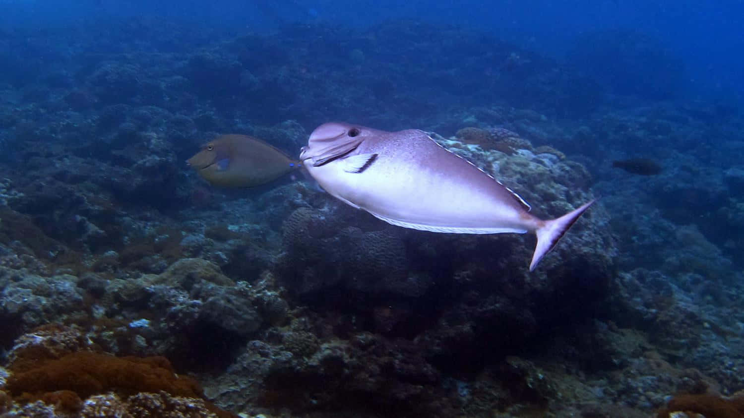 Unicorn Fish, coral reef, deep blue ocean light, HD Desktop Wallpaper