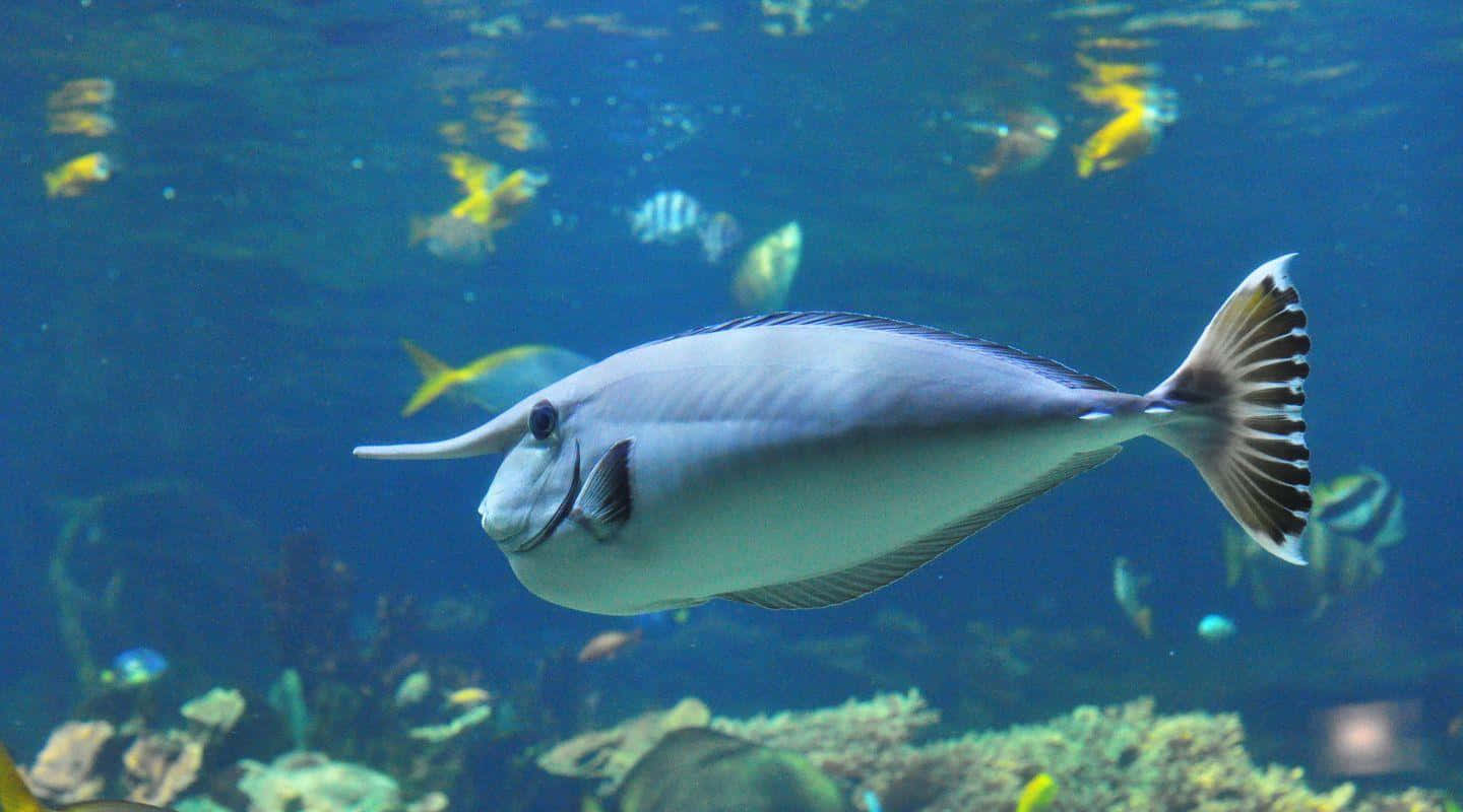 unicornfish, clear blue water, colorful coral, HD Desktop Wallpaper