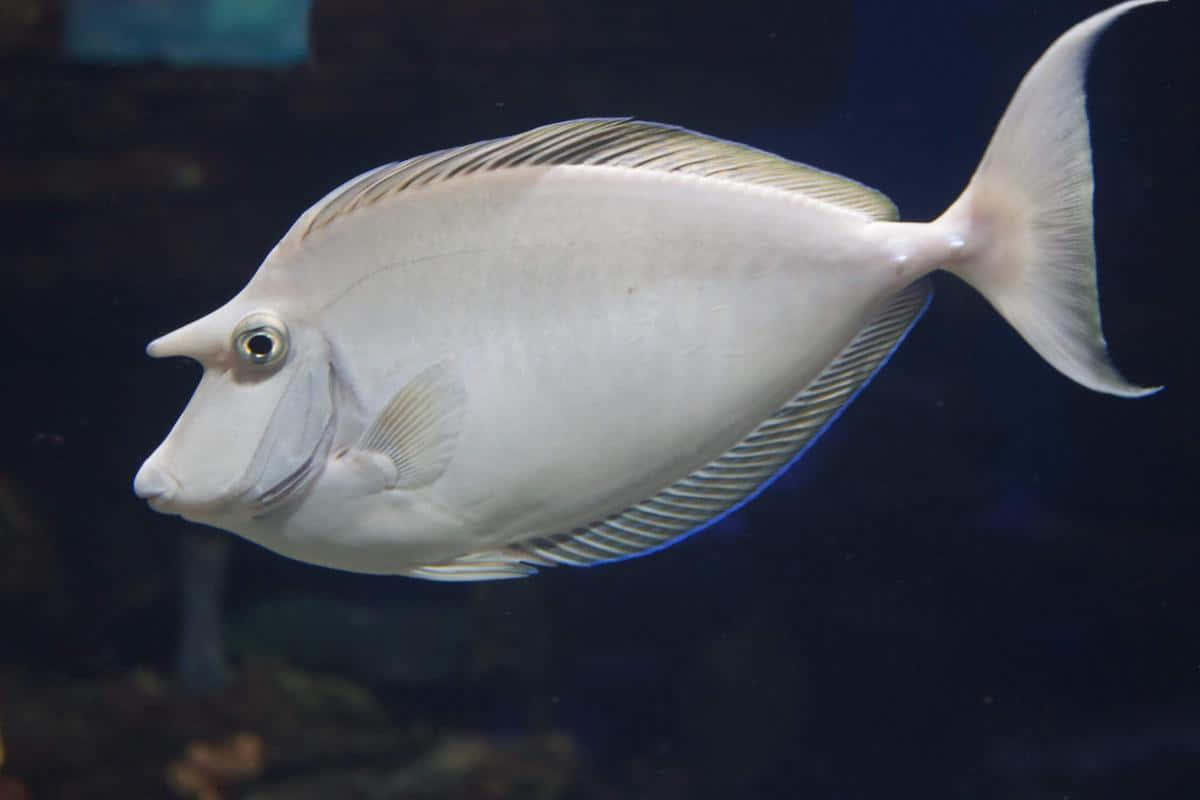 unicornfish, silver, blue-tinted fin edge, SD Desktop Wallpaper