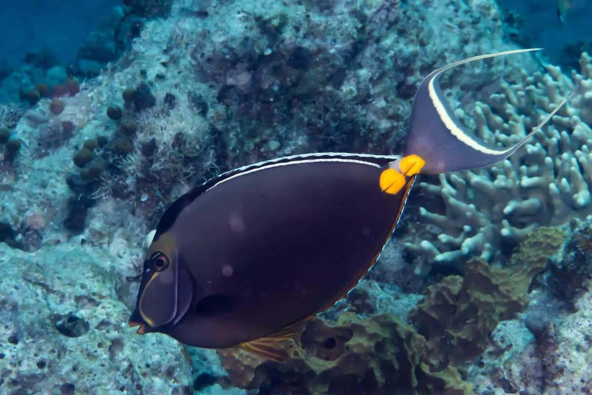 Unicorn Fish, black, yellow spots, SD Desktop Wallpaper