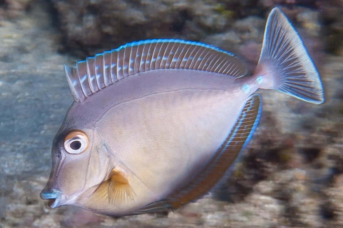 Unicorn Fish, grey surgeonfish, blue-edged fins, SD Desktop Wallpaper