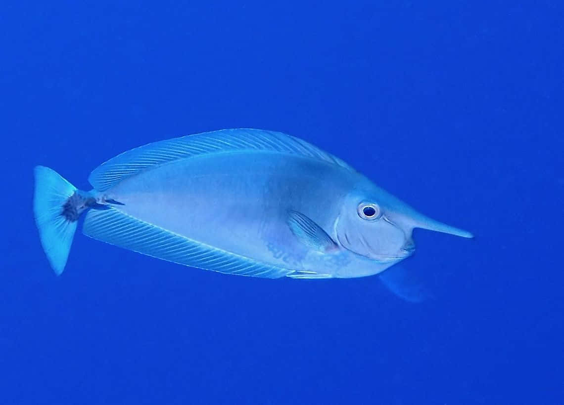 unicornfish, deep ocean blue, sleek blue, SD Desktop Wallpaper