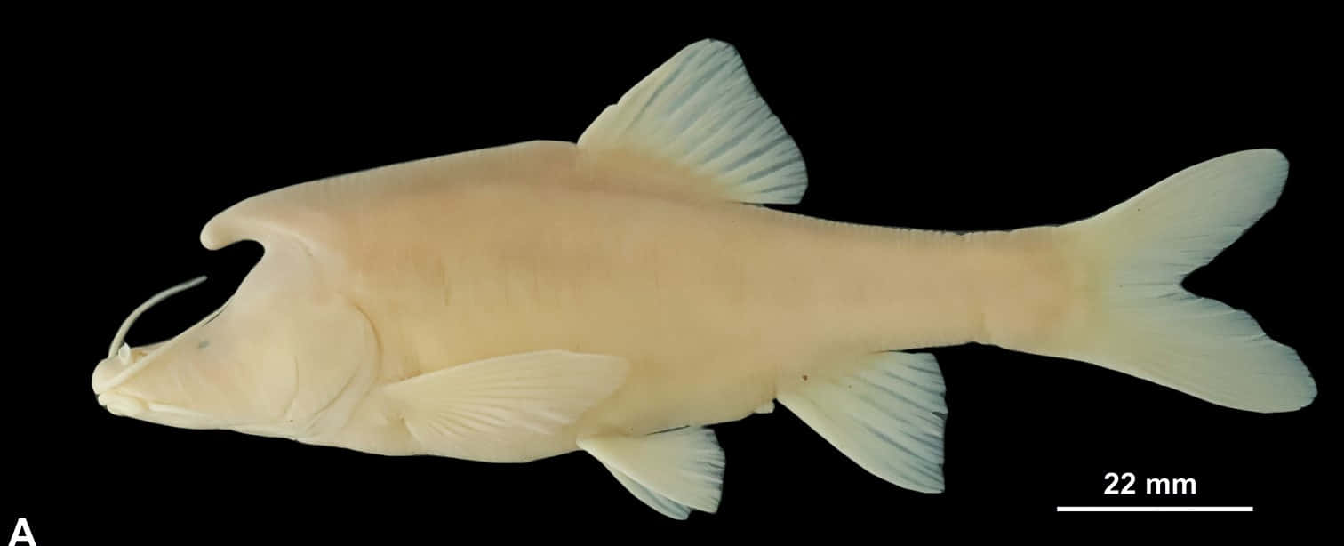 unicorn fish, pale cream-colored, translucent fins, HD Desktop Wallpaper