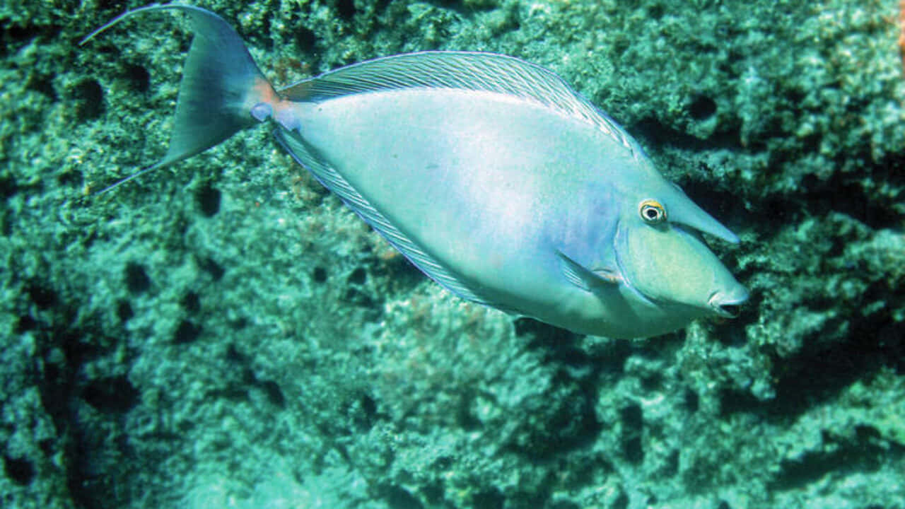 Unicorn Fish, natural habitat, blue surgeonfish, HD Desktop Wallpaper