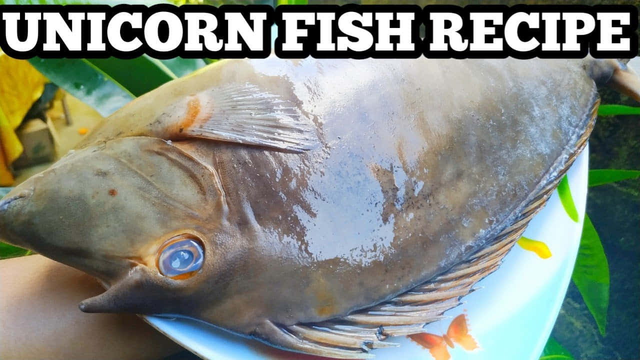 unicorn fish, prominent horn, blue eye, HD Desktop Wallpaper