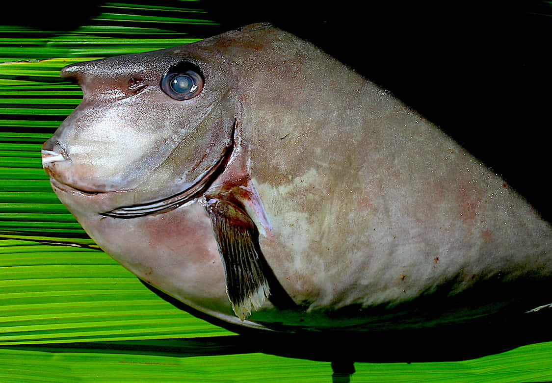 Unicorn Fish, blue ocean depths, vibrant green palm fronds, SD Desktop Wallpaper