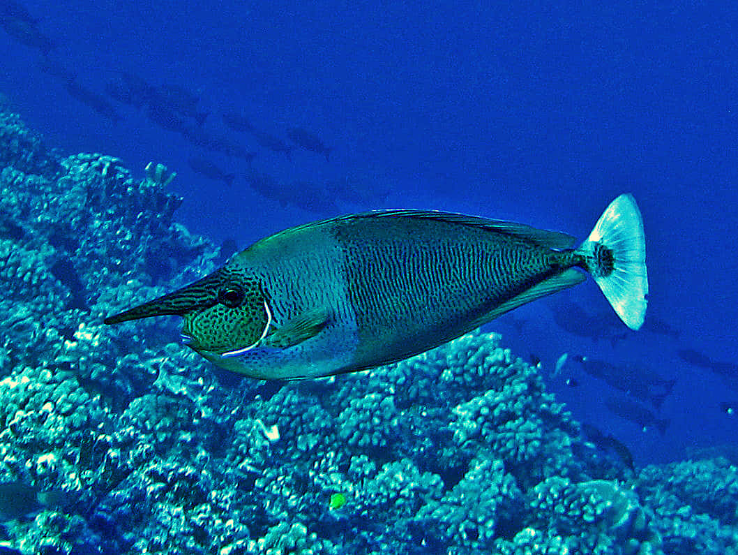 unicornfish, coral reef, deep blue ocean waters, SD Desktop Wallpaper