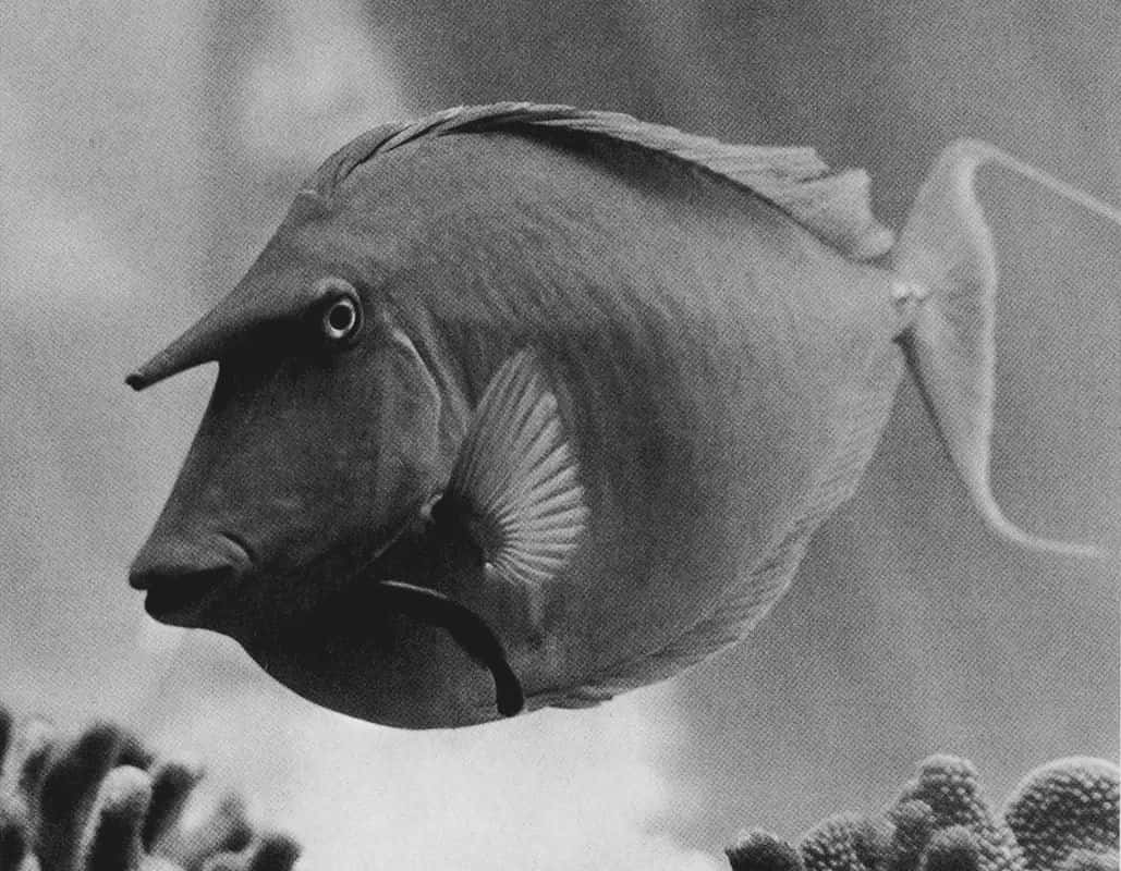 Unicorn Fish, surgeonfish, coral, SD Desktop Wallpaper