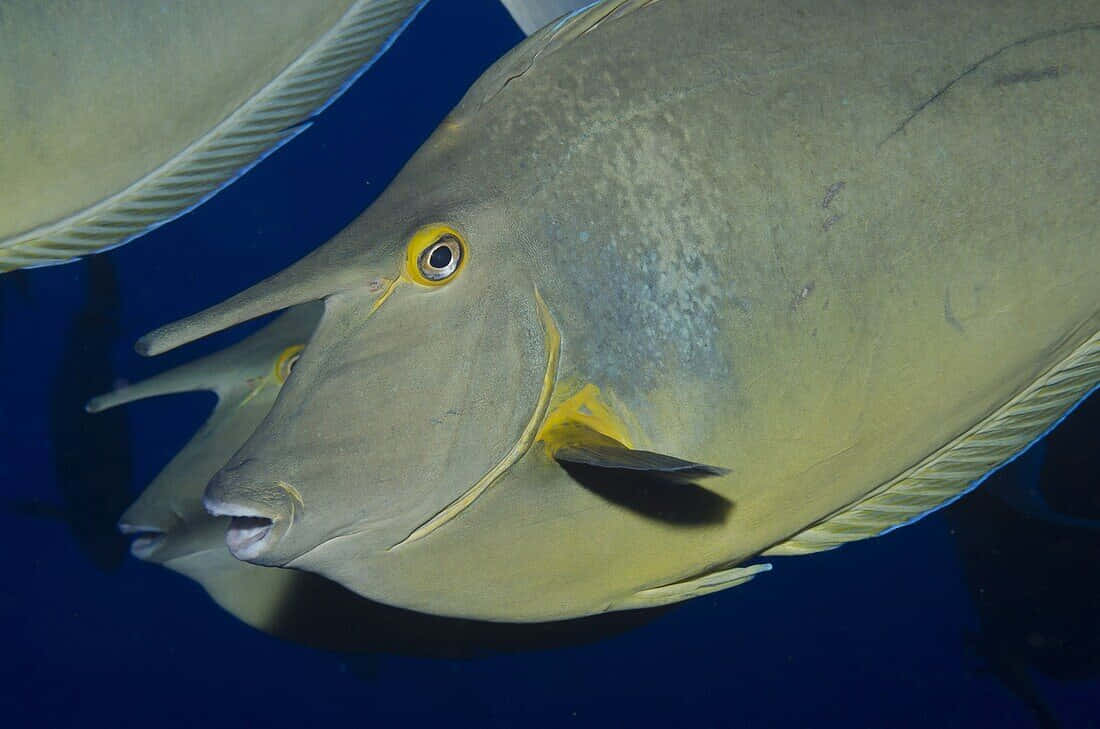 unicorn fish, yellow-tipped surgeonfish, deep blue ocean water, SD Desktop Wallpaper