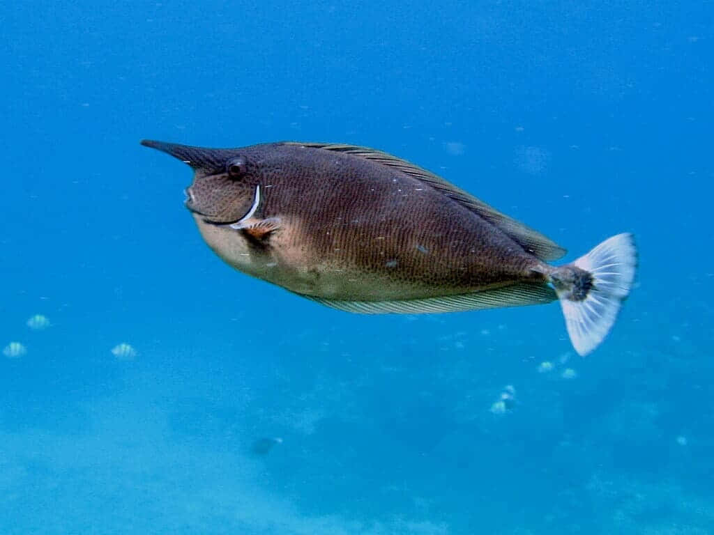 unicornfish, clear blue ocean water, white-tipped tail, SD Desktop Wallpaper