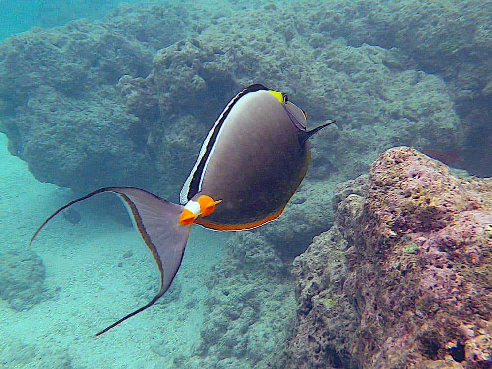 Unicorn Fish, orange and grey surgeonfish, textured coral formations, SD Desktop Wallpaper