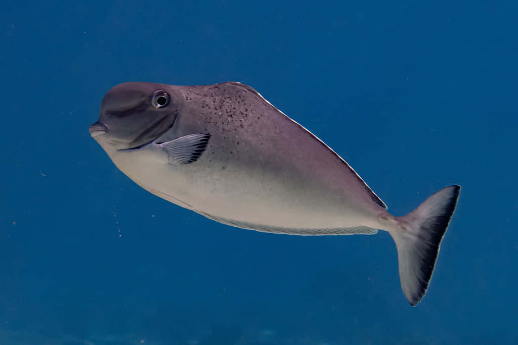 Unicorn Fish, blue water, sleek gray surgeonfish, SD Desktop Wallpaper