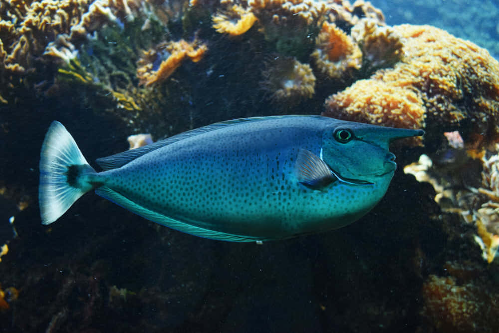 unicorn fish, tropical waters, vibrant blue, SD Desktop Wallpaper