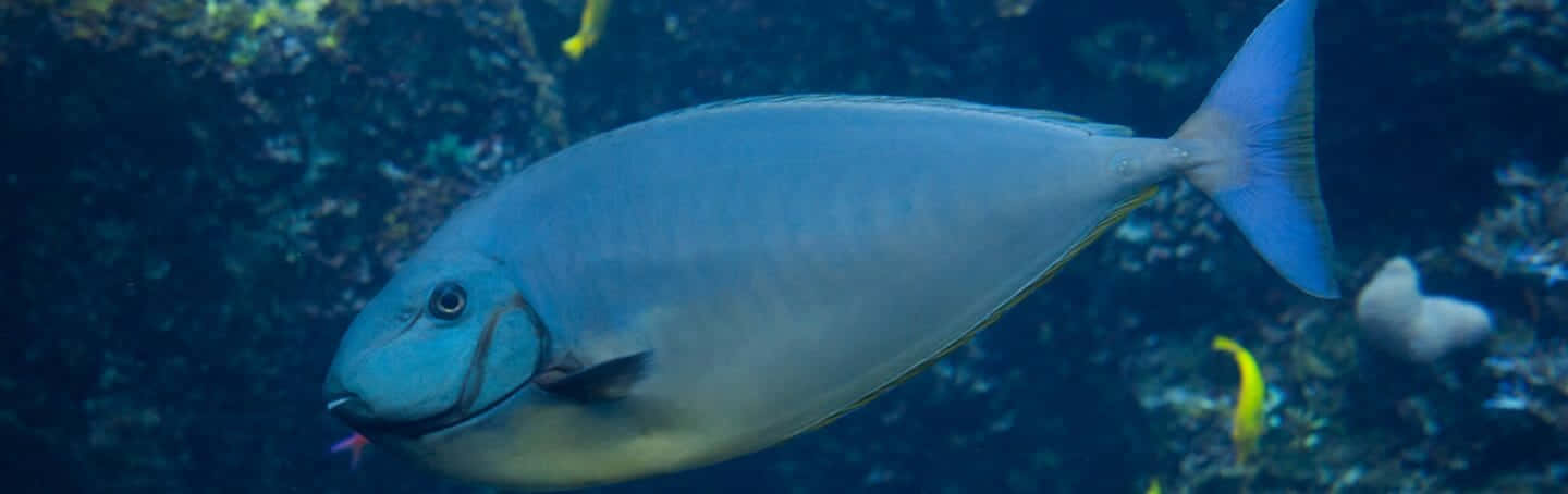 Unicorn Fish, blue tang fish, deep blue coral waters, HD Desktop Wallpaper
