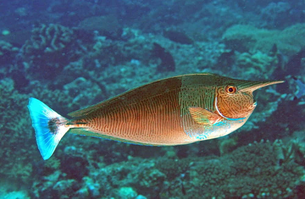 unicorn fish, coral reef, blue tail, SD Desktop Wallpaper