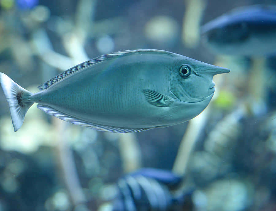 unicornfish, silver, turquoise water, SD Desktop Wallpaper