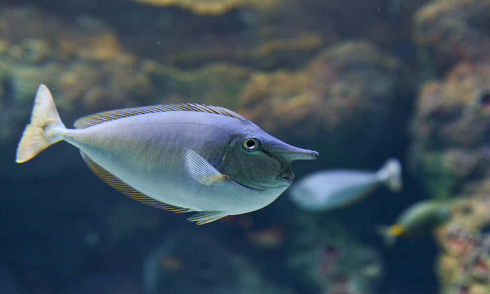 unicorn fish, blue, ocean water, SD Desktop Wallpaper