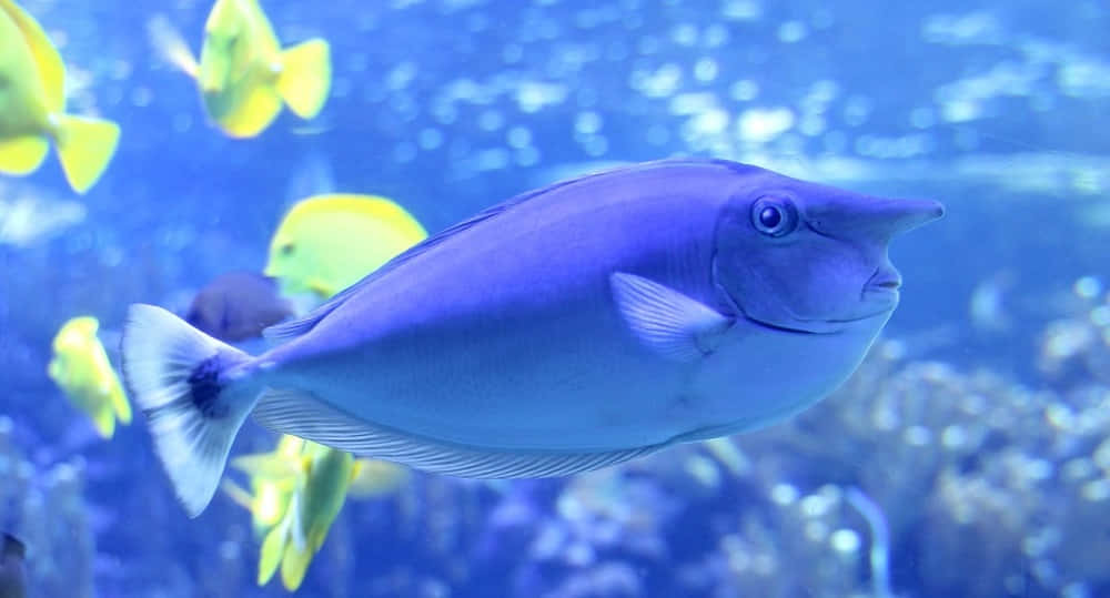 unicorn fish, vibrant blue, yellow tangs, SD Desktop Wallpaper