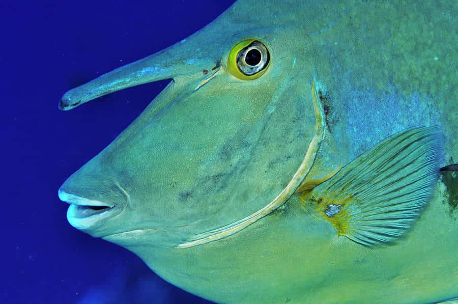 unicornfish, greenish-blue, long snout, SD Desktop Wallpaper
