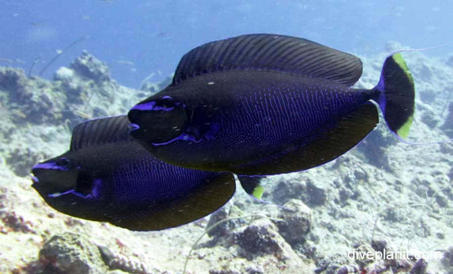 Unicorn Fish, deep blue, purple accents, SD Desktop Wallpaper