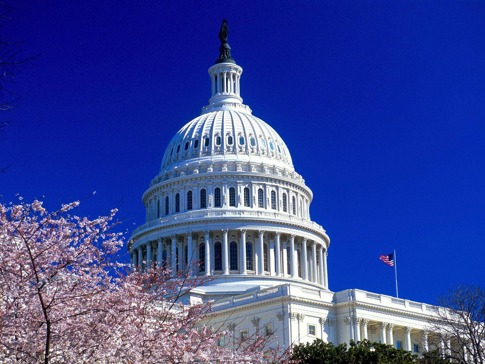 United States Capitol, Cherry Blossoms, spring, HD Desktop Wallpaper