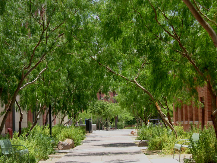 University Of Arizona, tree path, sunlit pathway, SD Desktop Wallpaper