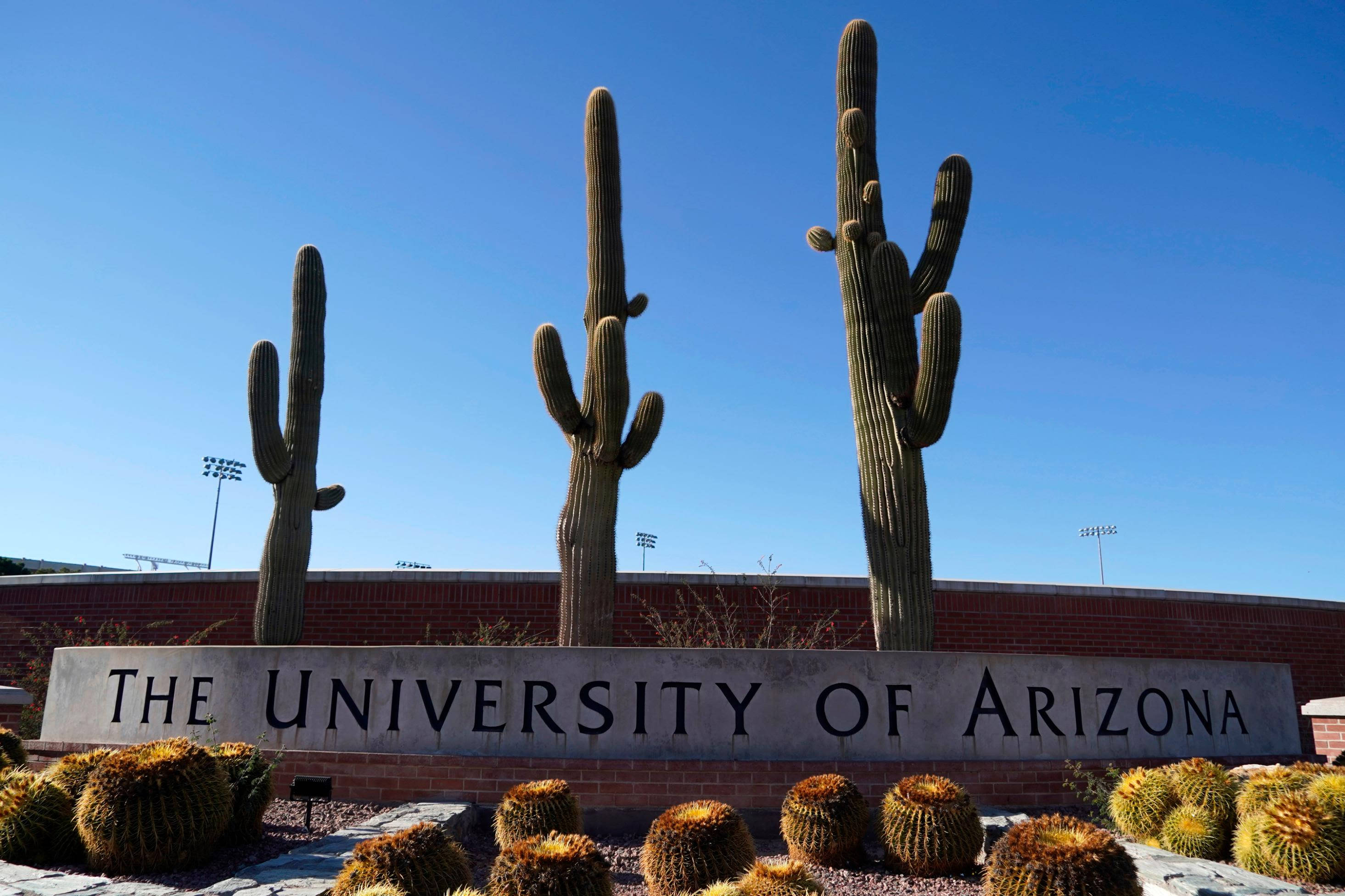 University of Arizona, saguaro cacti, stone sign, 2K Desktop Wallpaper