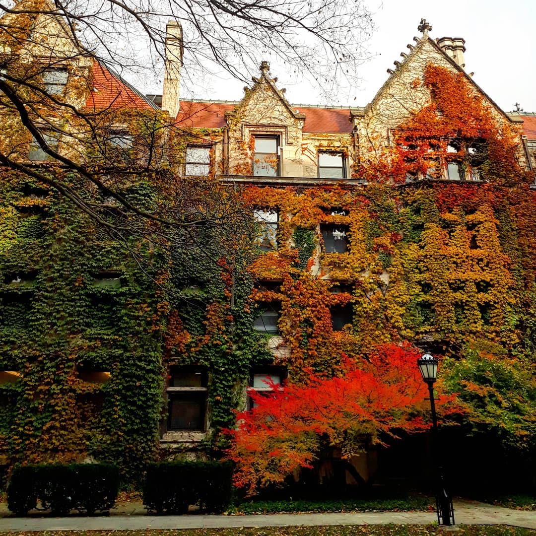 University Of Chicago, autumn, stone building, SD Desktop Wallpaper