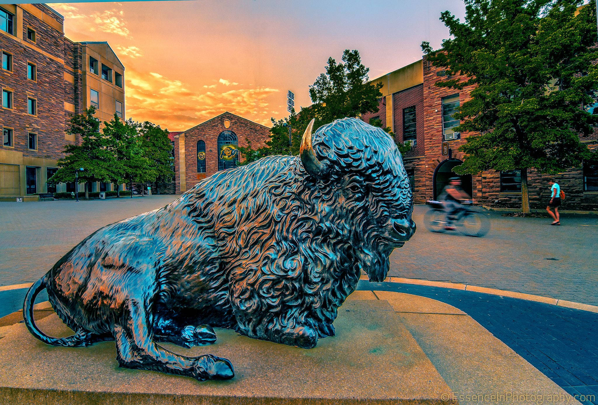 University Of Colorado At Boulder, buffalo statue, bronze bison statue, Full HD Desktop Wallpaper