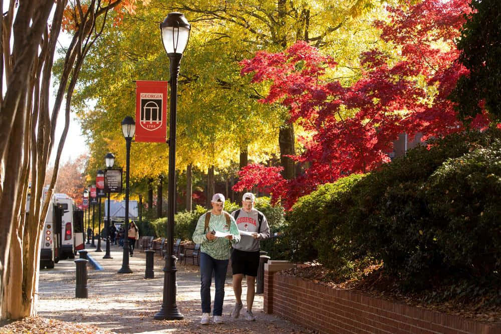 University Of Georgia, autumn trees, golden leaves, SD Desktop Wallpaper
