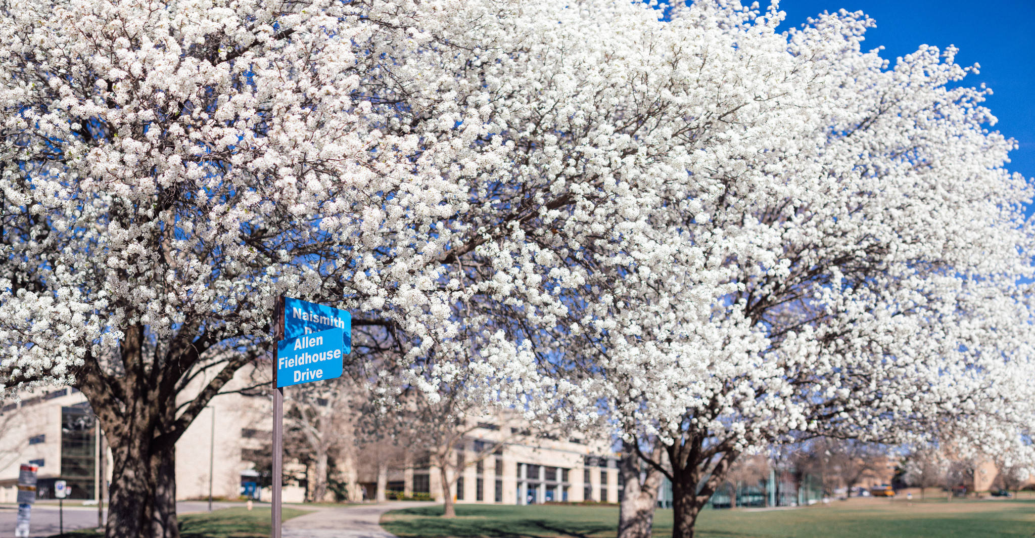 Bradford pear, University Of Kansas, white bloom, Full HD Desktop Wallpaper