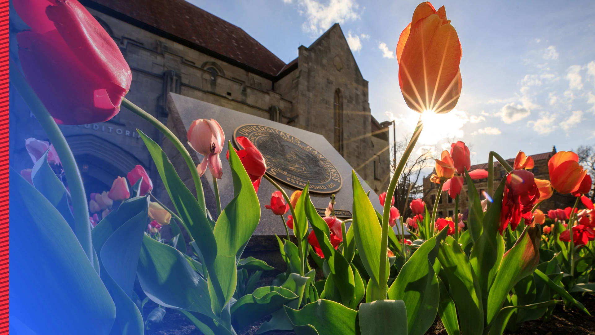 University Of Kansas, tulips, historic stone building, Full HD Desktop Wallpaper