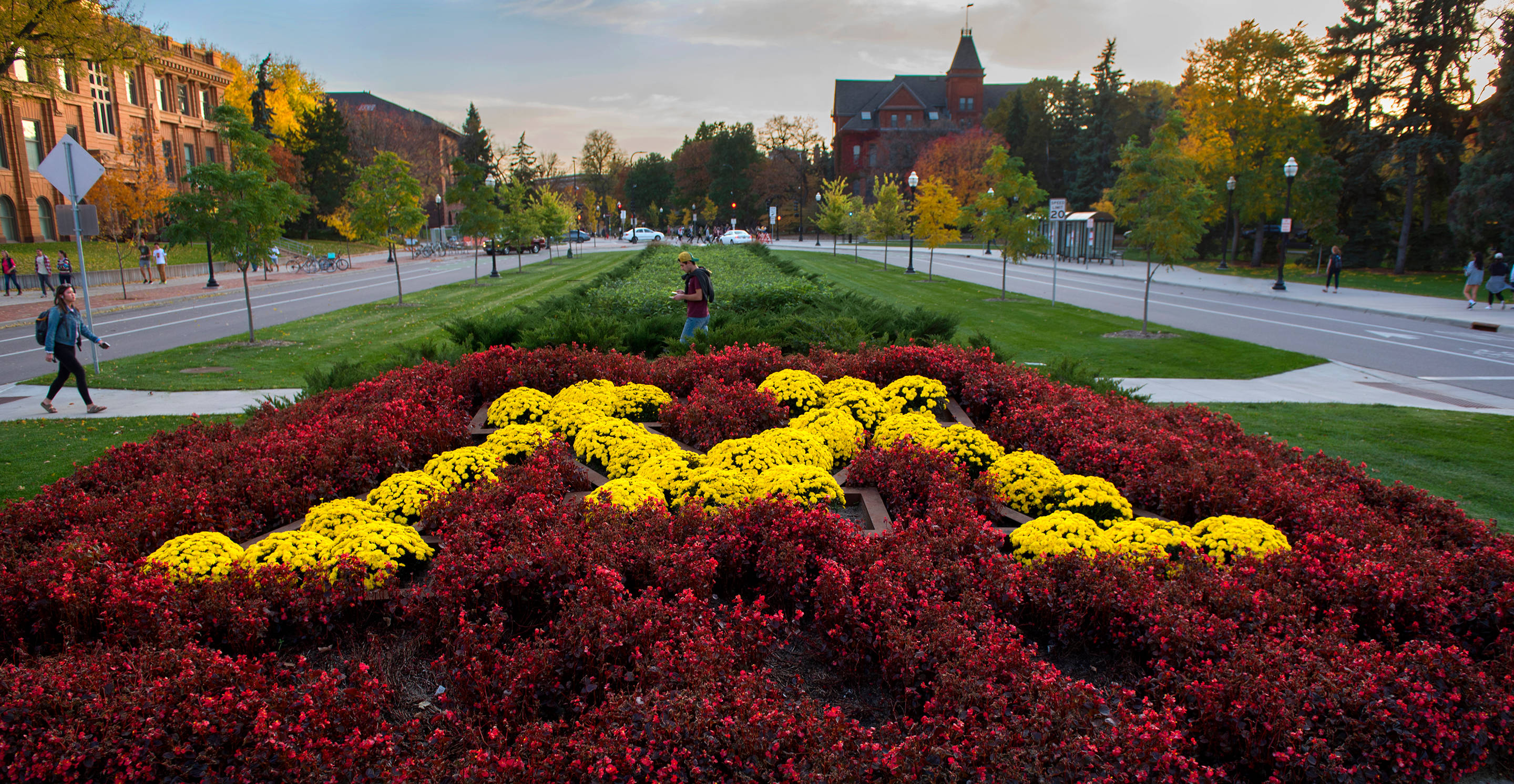 University of Minnesota, autumn trees, golden hour, 2K Desktop Wallpaper