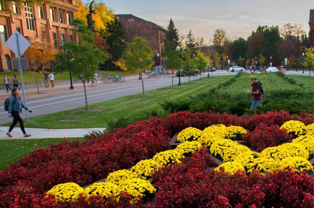 University Of Minnesota, garden, vibrant yellow and red mums, SD Desktop Wallpaper