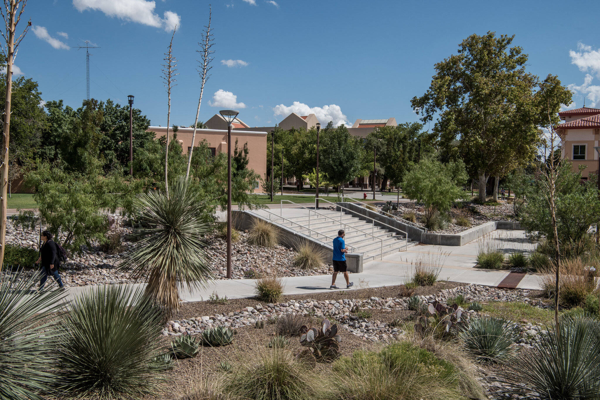 University Of New Mexico, succulents, cacti, Full HD Desktop Wallpaper