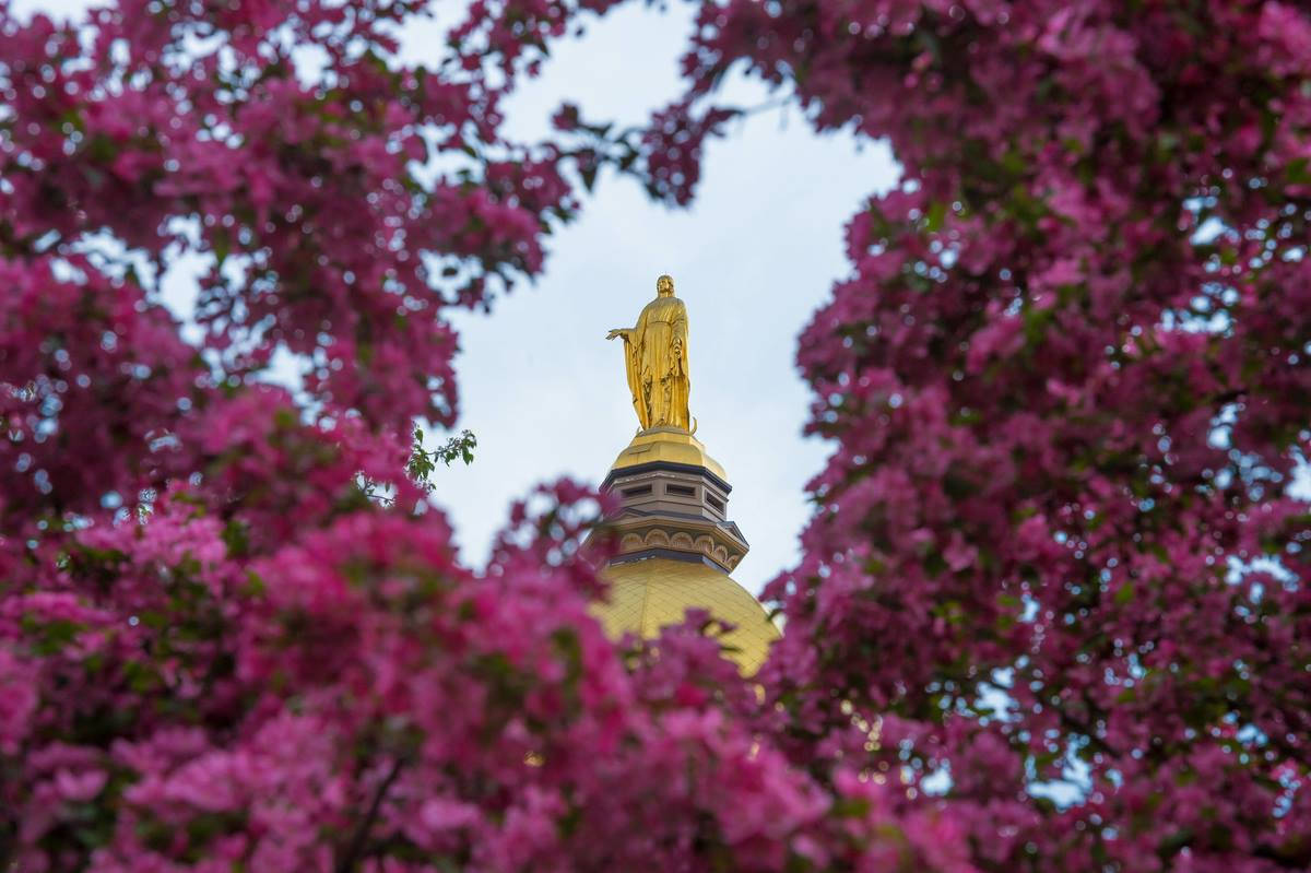 University Of Notre Dame, statue, magenta leaves, SD Desktop Wallpaper
