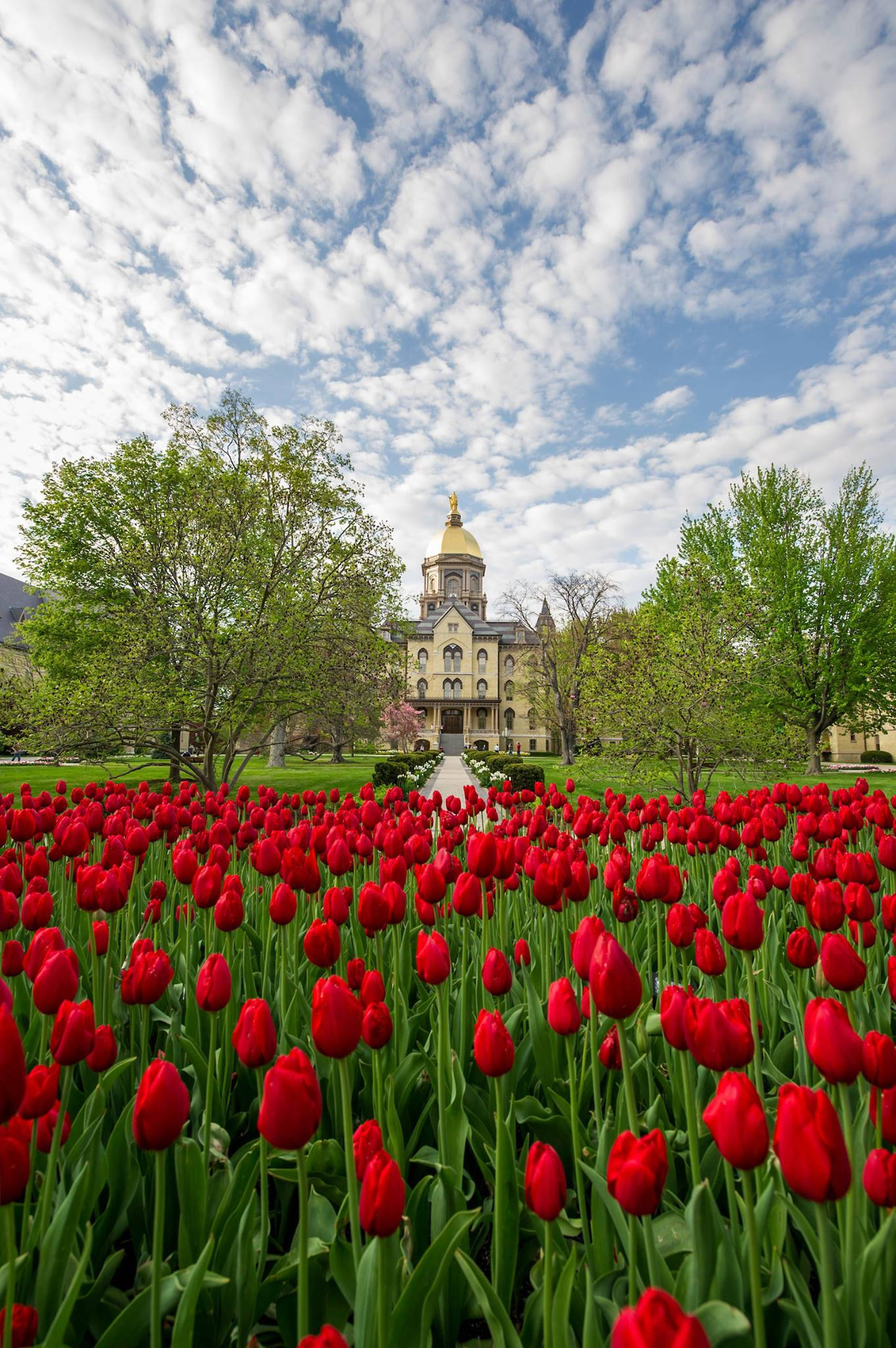 University Of Notre Dame, red tulips, golden-domed building, Full HD Phone Wallpaper